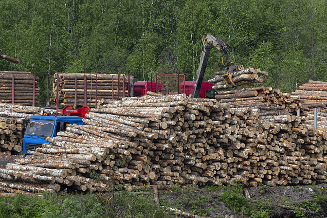 «ъ»: власти повысили арендные ставки за пользование лесами, несмотря на падение заготовки на треть