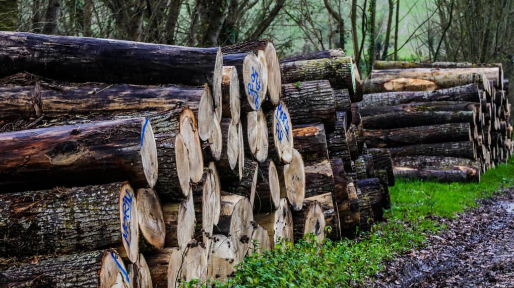 дё-севр: спрос и цены на дрова растут