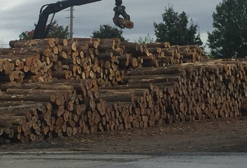 группа лесопромышленников поддерживает решение министерства торговли о тарифах на древесину