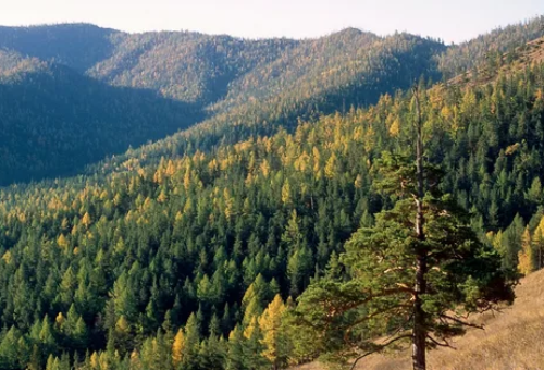площадь дистанционного мониторинга лесов башкортостана в 2023 году увеличится до 96%
