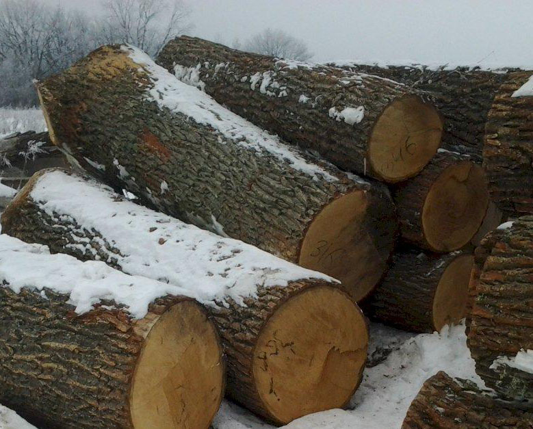 в правительство россии внесено предложение временно разрешить экспорт необработанной древесины дуба и ясеня