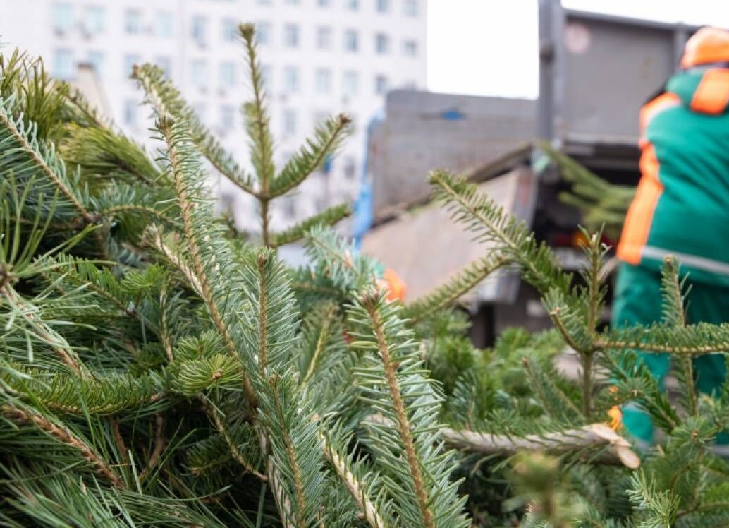 ученые предложили перерабатывать новогодние елки на топливо