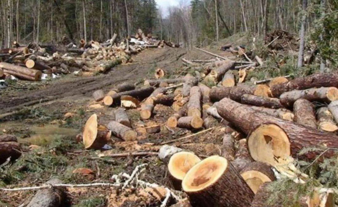 за незаконную вырубку леса увеличат штрафы и наказания